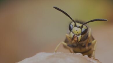 Wasp Exterminator