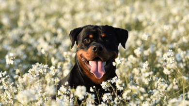 Top Tips on How to Take Care of a Rottweiler