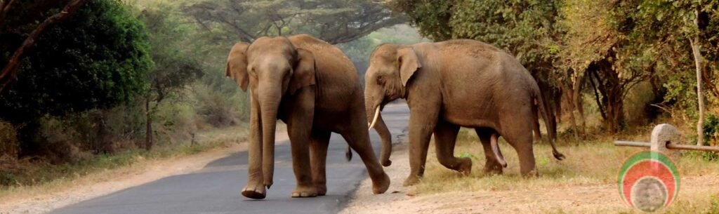 Kerala Wildlife Tours: A Journey Through the Western Ghats