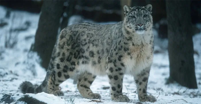 Embark on the Thrilling Ladakh Snow Leopard Trek Adventure