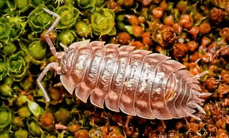 How Do You Choose the Right Isopods for Your Habitat?
