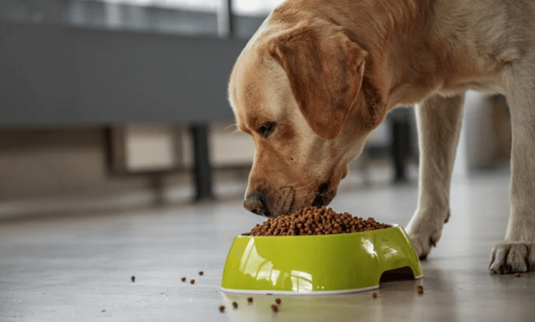 Title: Choosing the Right Dog Supplement for Your Pet’s Health