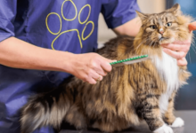 Grooming Tips to Reduce Cat Hair Around the Home