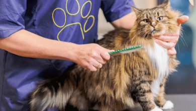 Grooming Tips to Reduce Cat Hair Around the Home