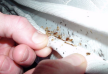 Early Signs of Bed Bug Infestation in Apartments or Hotels