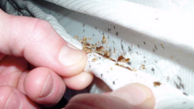 Early Signs of Bed Bug Infestation in Apartments or Hotels
