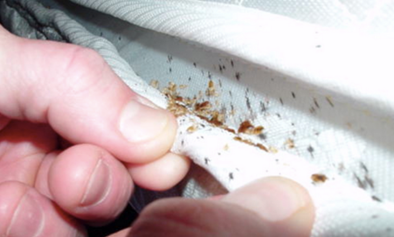 Early Signs of Bed Bug Infestation in Apartments or Hotels