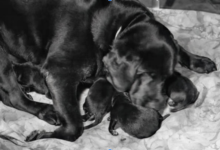 Chew Proof Dog Bed Options That Combine Comfort and Durability