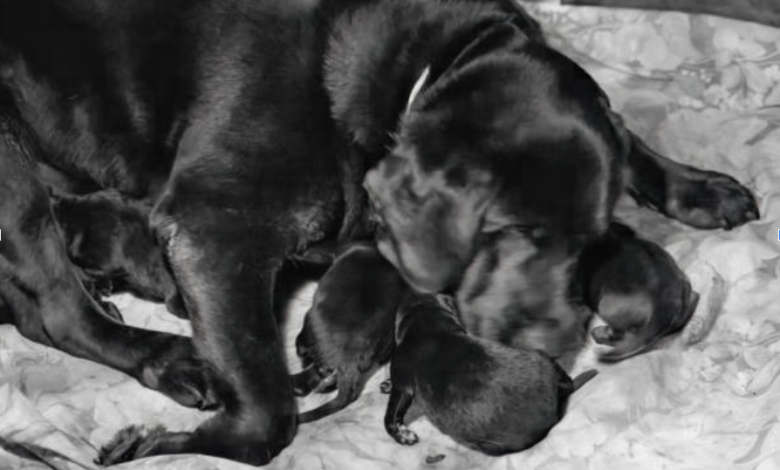 Chew Proof Dog Bed Options That Combine Comfort and Durability