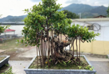 How Aerial Root Ficus Bonsai Adds Lasting Character to Luxury Landscapes