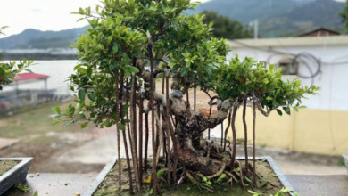 How Aerial Root Ficus Bonsai Adds Lasting Character to Luxury Landscapes