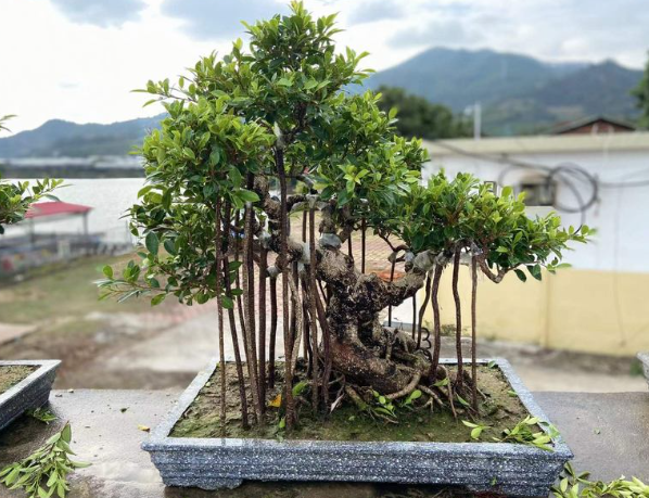 How Aerial Root Ficus Bonsai Adds Lasting Character to Luxury Landscapes